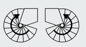 Phola-Spiral-clockwise-and-anticlock